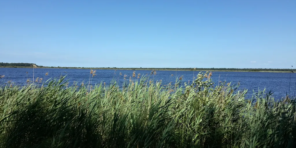 L’étang de Cousseau et sa végétation, à Lacanau
