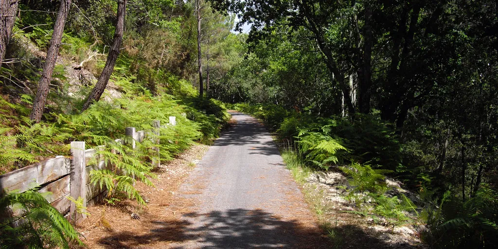 La piste cyclable entre Le Moutchic et Maubuisson